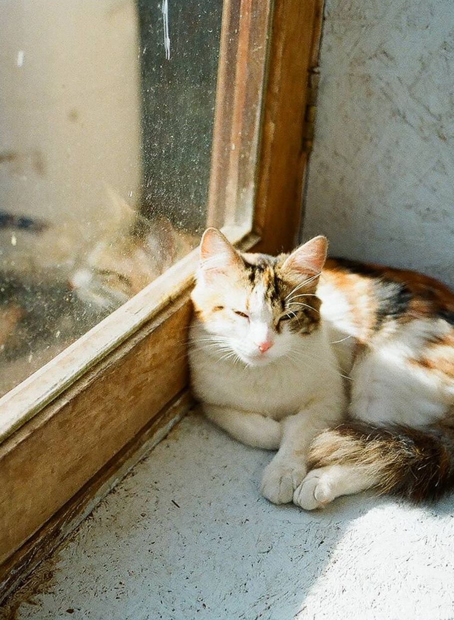 Kodak Ultramax 400 36 Photos